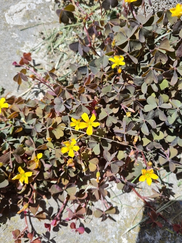 Creeping Woodsorrel