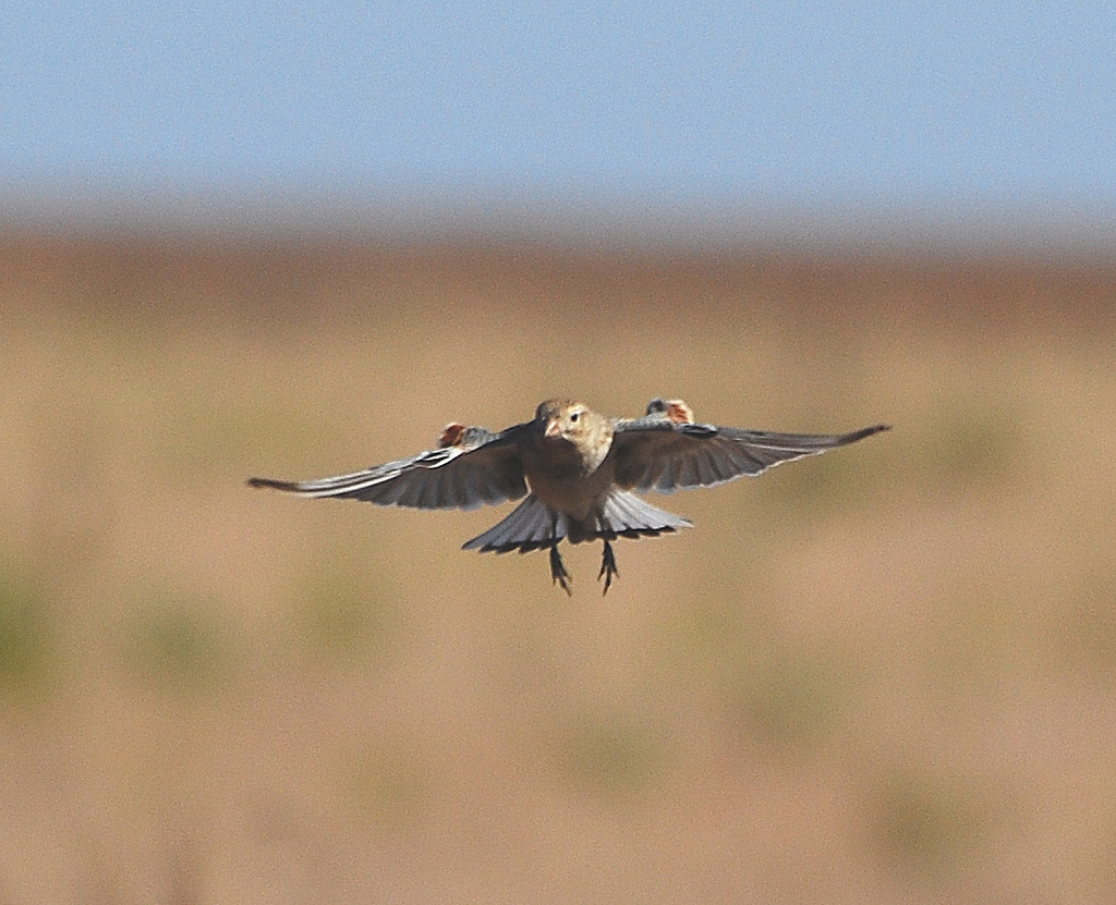 Thick-billed Longspurs