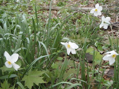 Narcissus poeticus