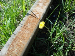 Tussilago farfara