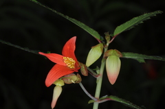 Begonia boliviensis