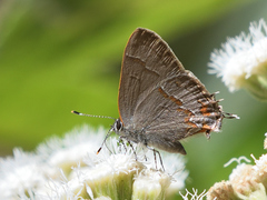 Electrostrymon guzanta