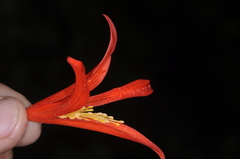 Begonia boliviensis