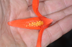 Begonia boliviensis