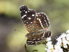 Phyciodes pallescens