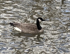 Branta canadensis