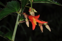 Begonia boliviensis