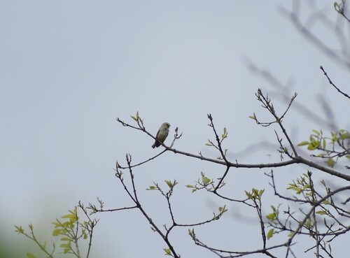 Grey Penduline Tit (Anthoscopus caroli), photo 4