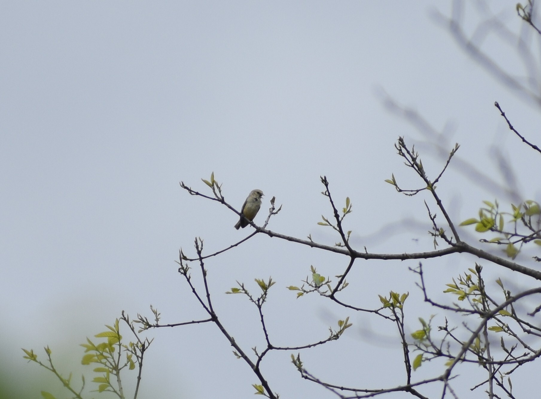 Grey Penduline Tit (Anthoscopus caroli), photo 2