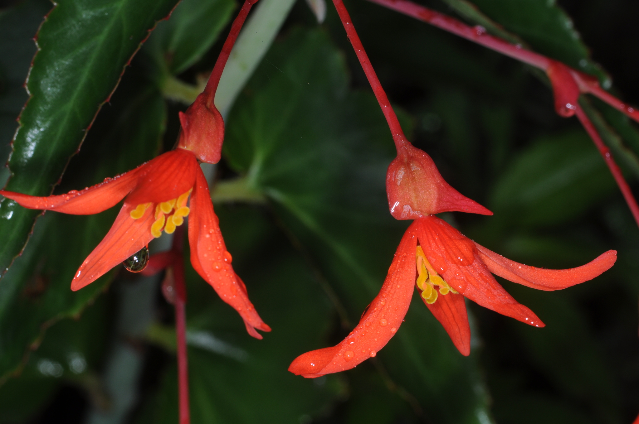 Begonias Y Parientes (Familia Begoniaceae) · iNaturalist Panamá