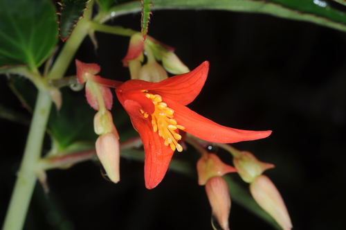 Begonia boliviensis