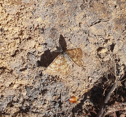 Common Heath