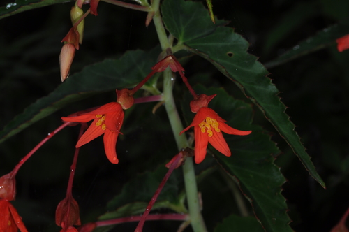 Begonia boliviensis