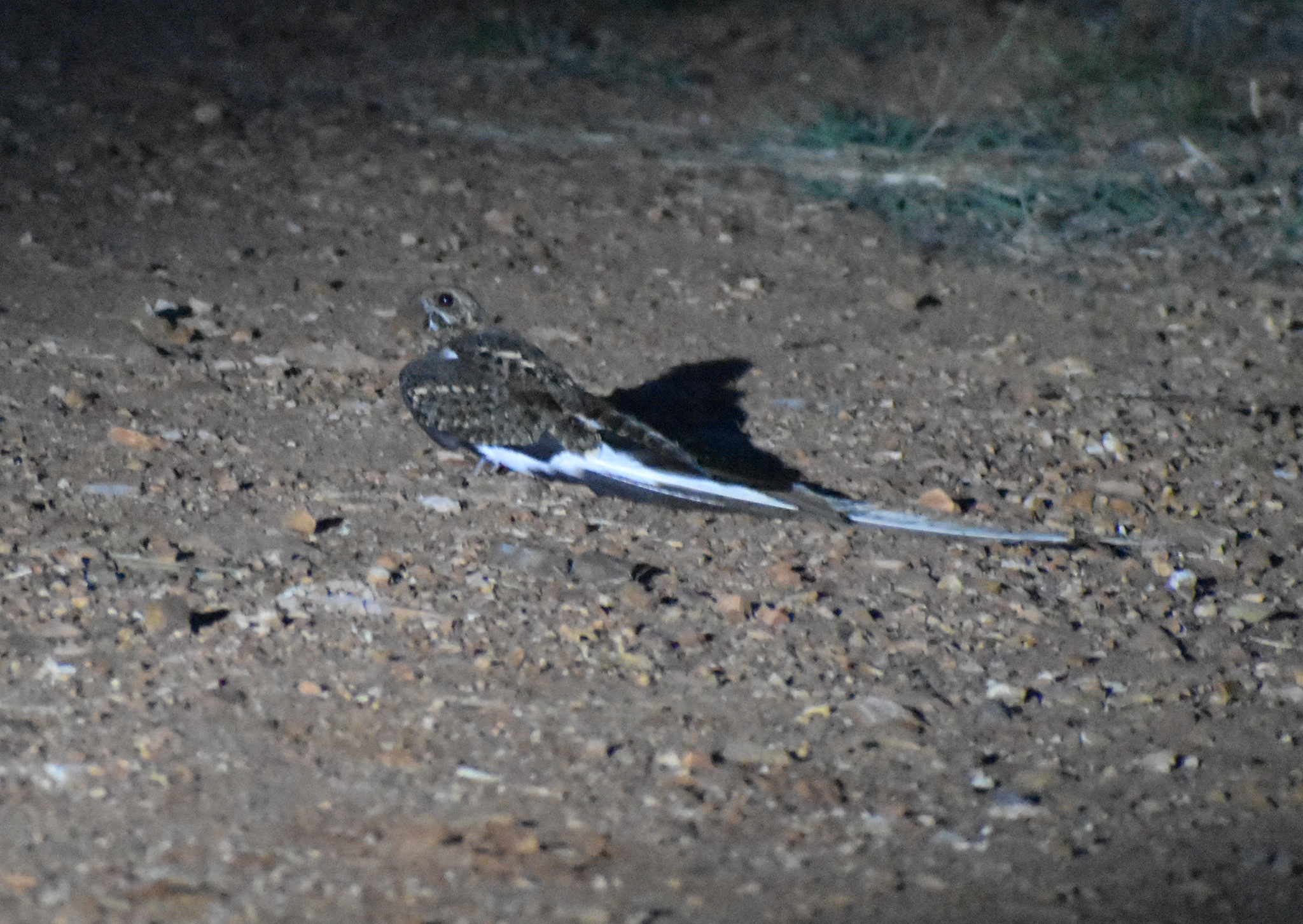 Pennant-winged Nightjar (Caprimulgus vexillarius), photo 6