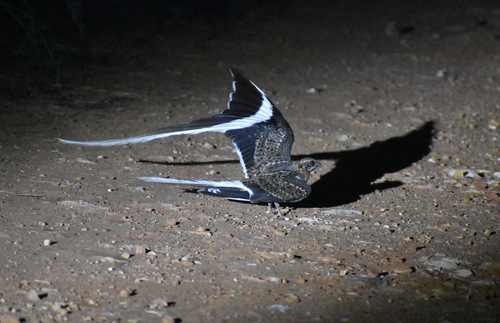 Pennant-winged Nightjar (Caprimulgus vexillarius), photo 4