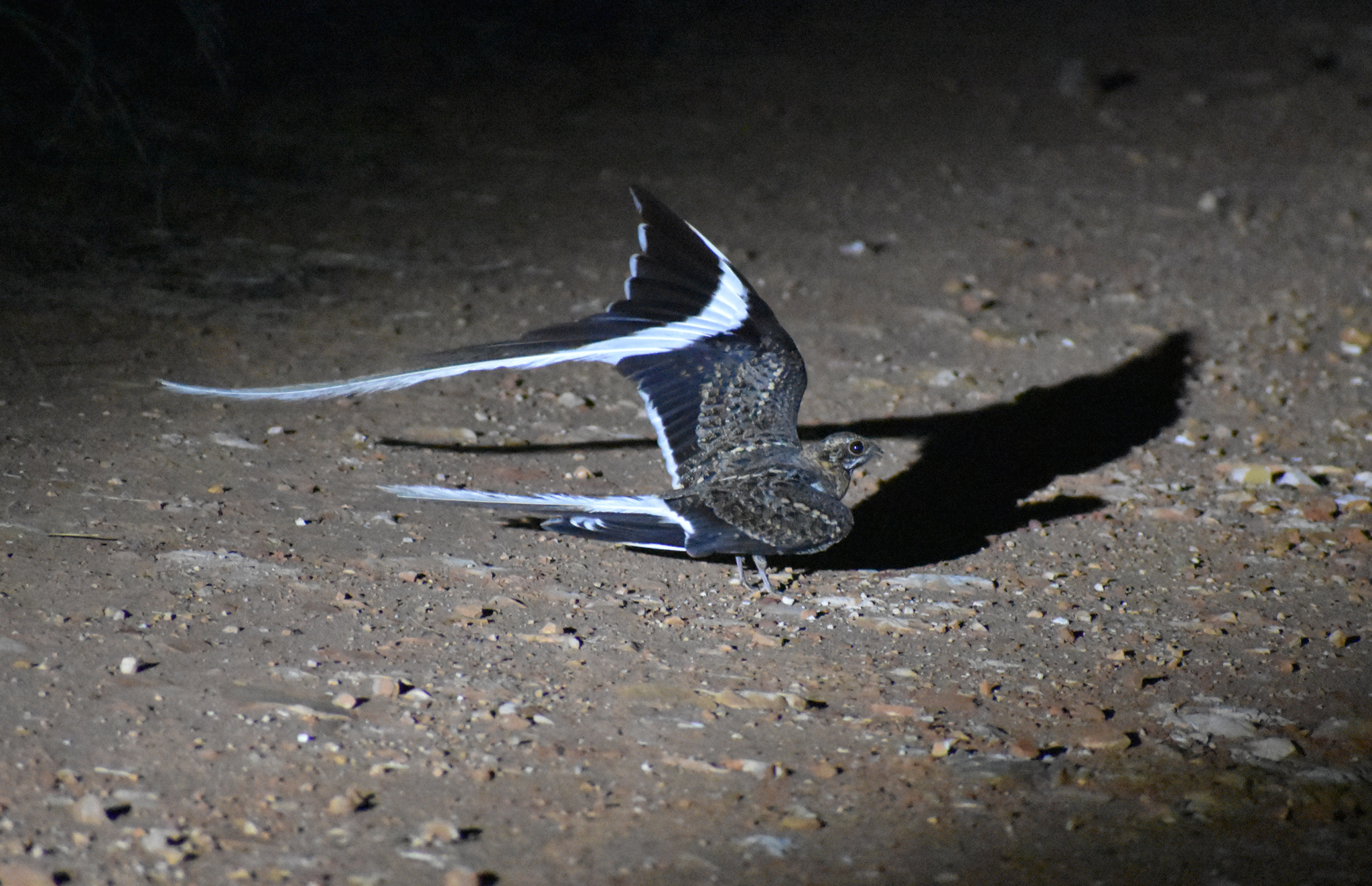Pennant-winged Nightjar (Caprimulgus vexillarius), photo 4