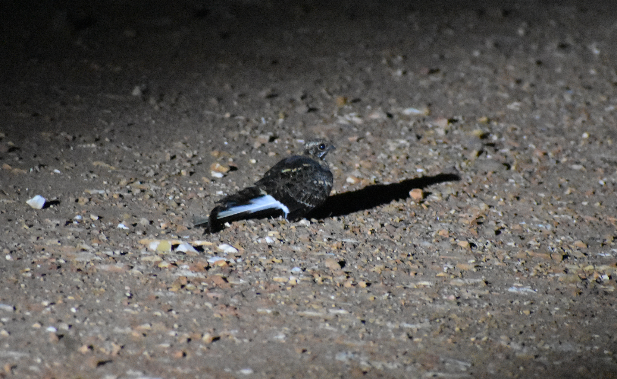 Pennant-winged Nightjar (Caprimulgus vexillarius), photo 7