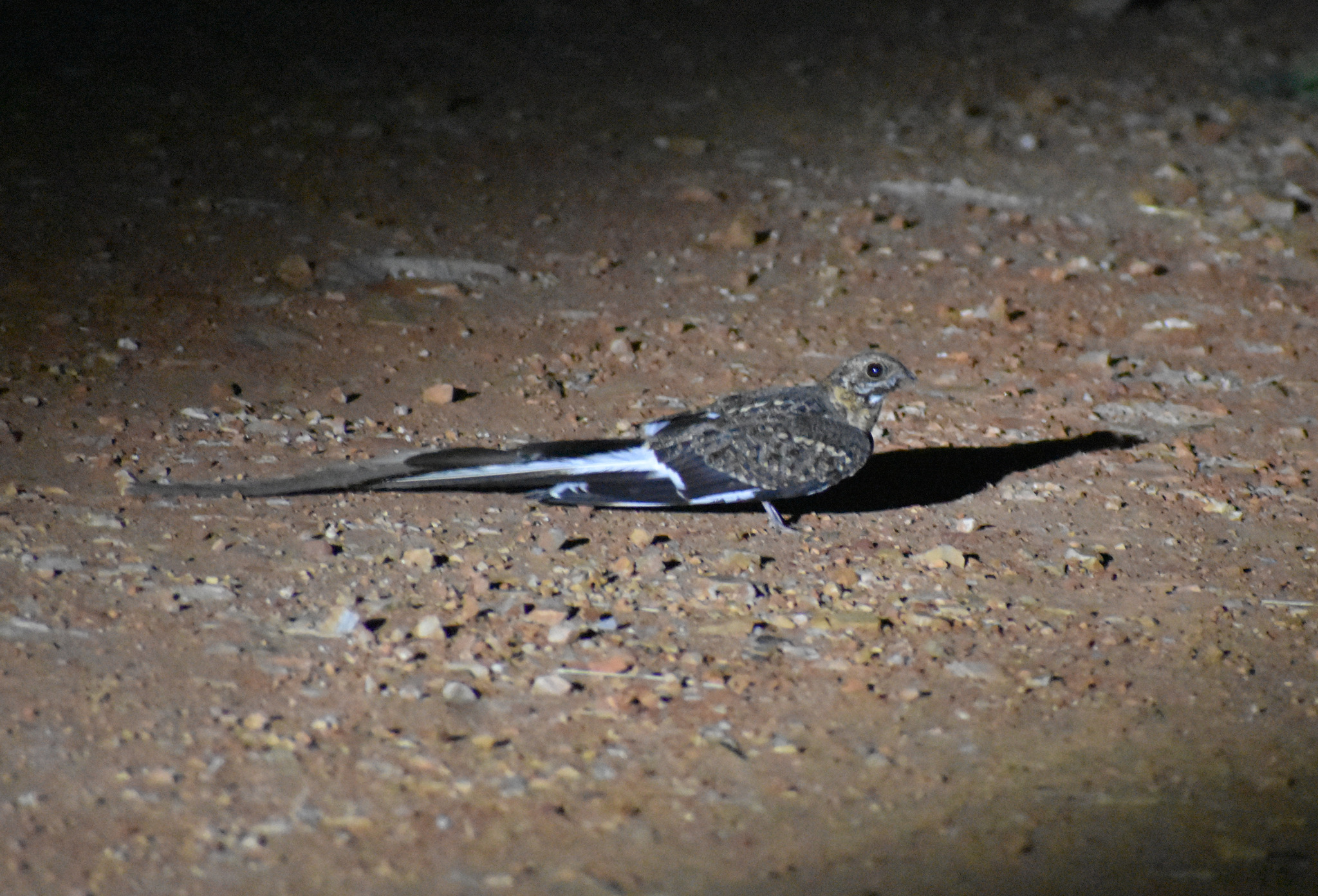 Pennant-winged Nightjar (Caprimulgus vexillarius), photo 5