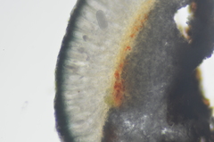 Mycoblastus sanguinarius