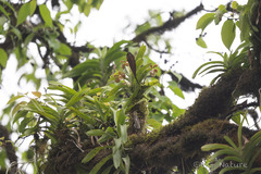 Vanda bicolor