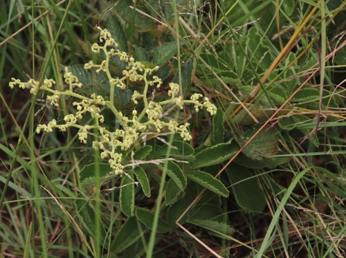 Cyphostemma simulans