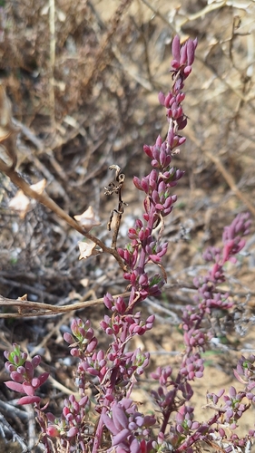 Threlkeldia diffusa, photograph 6