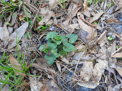 Viola walteri