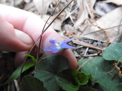 Viola walteri