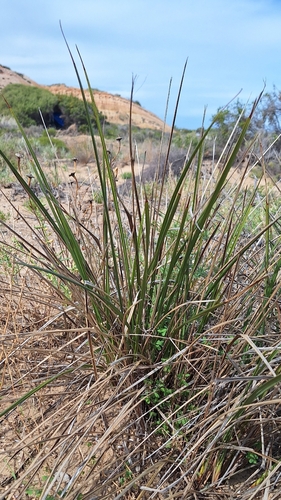 Dianella brevicaulis, photograph 4