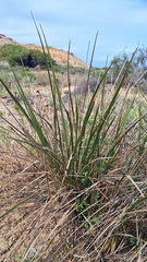 author not stated, no rights reserved Dianella brevicaulis, photograph author not stated, no rights reserved