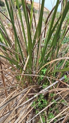 author not stated, no rights reserved Dianella brevicaulis, photograph author not stated, no rights reserved