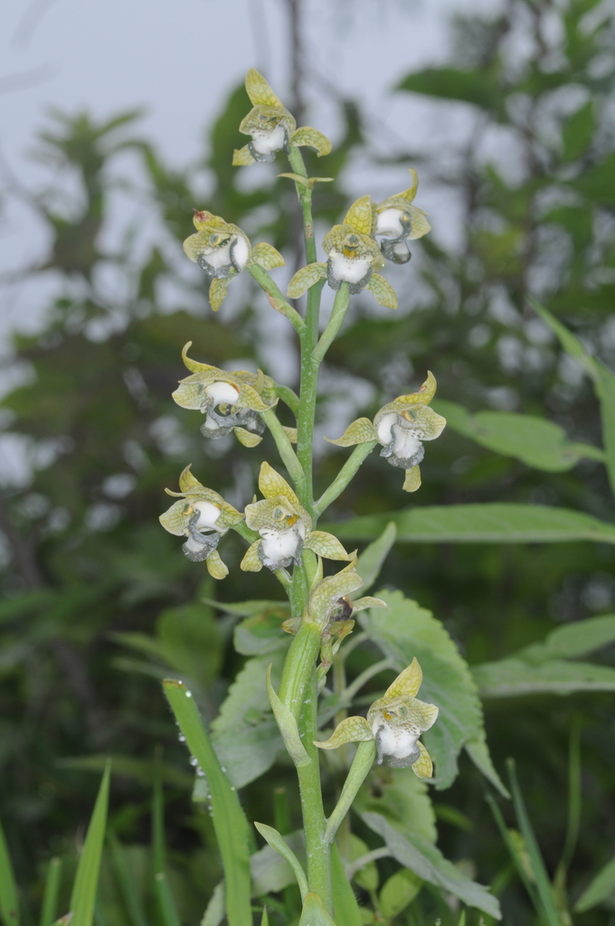 Chloraea praecincta