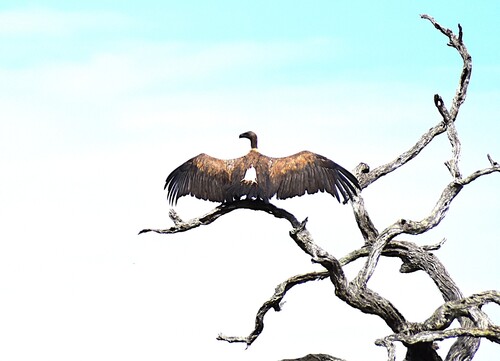 White-backed Vulture