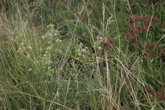 Image of Nidorella ivifolia