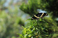 Papilio garamas garamas