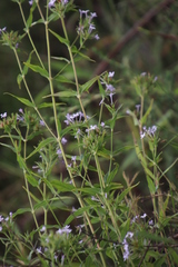 Conostomium natalense image