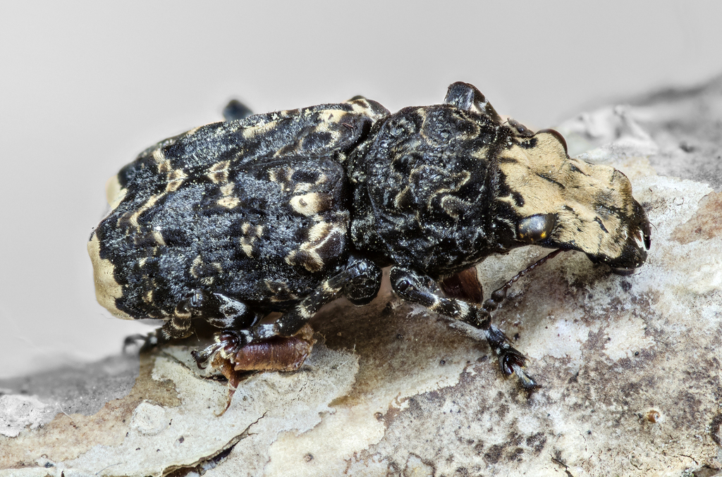 Cramp-ball Fungus Weevil