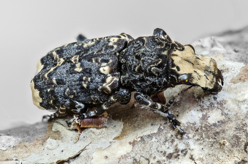 Cramp-ball Fungus Weevil