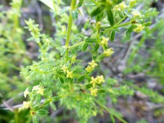 Galium porrigens