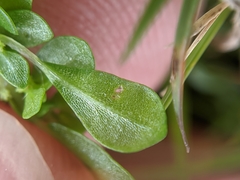 Pilea microphylla