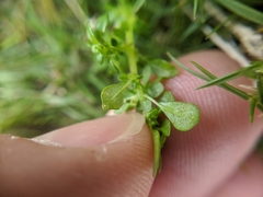 Pilea microphylla