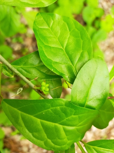 Orixa japonica observed 2026-04-24