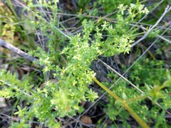Galium porrigens