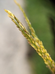 Poaceae