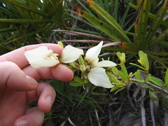 Asimina reticulata