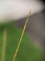 Poaceae
