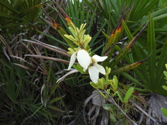 Asimina reticulata