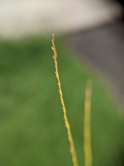 Poaceae