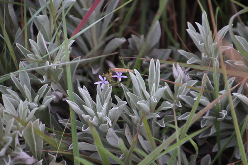 Wahlenbergia huttonii image