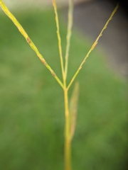 Poaceae